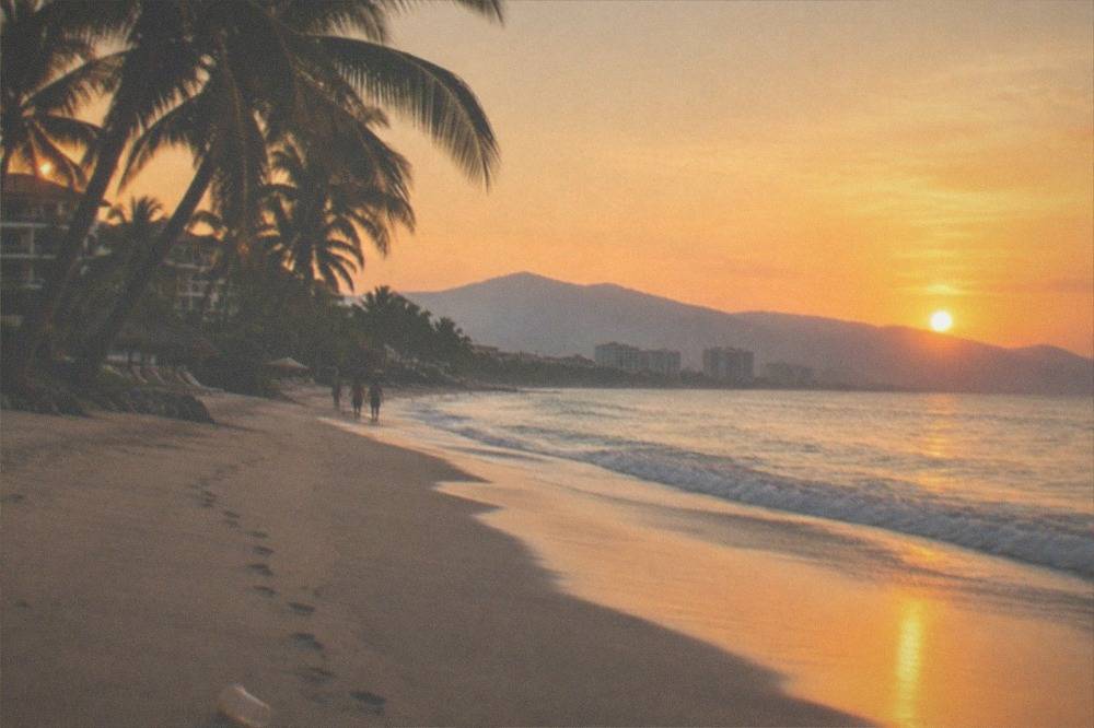 Palm trees along a calm beach shoreline at golden hour