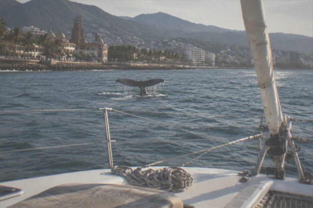 A catamaran under sail on open water with a whale fluke breaking the surface ahead
