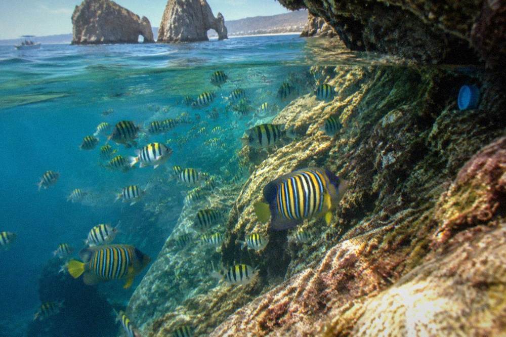 Schools of tropical reef fish swimming over submerged rock near the surface